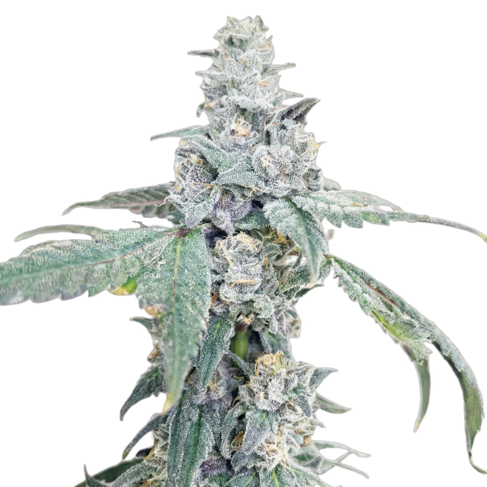 Gush Mintz Feminized Seeds