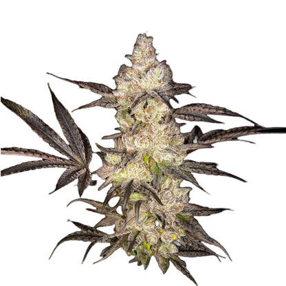 Oreoz Feminized Seeds