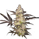 Oreoz Feminized Seeds