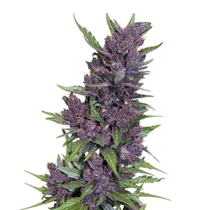 Purple Kush Autoflower Seeds