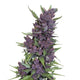 Purple Kush Autoflower Seeds