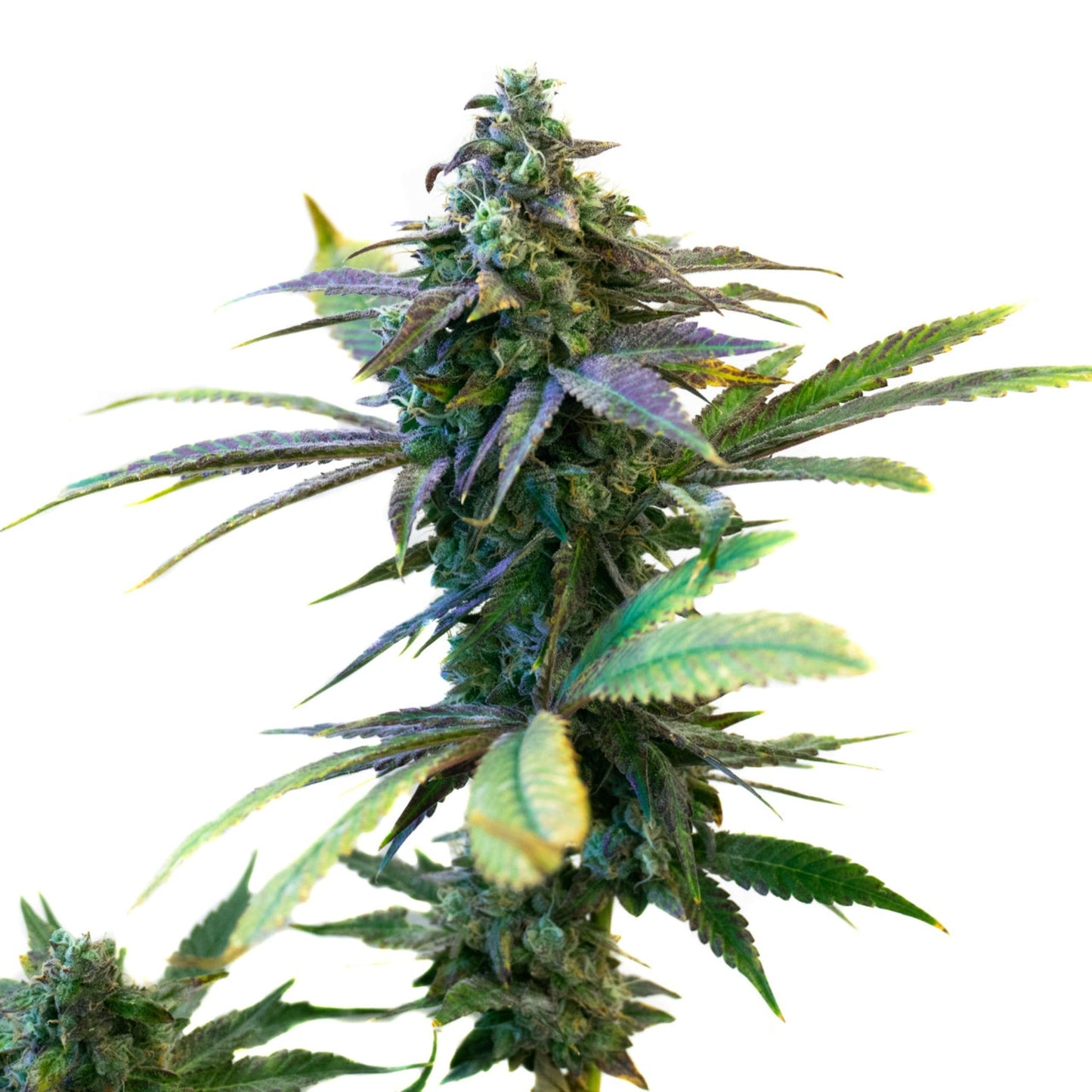 Purple Sunset Autoflower Seeds