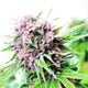 Rainbow Kush Autoflower Seeds