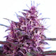 Red Devil Autoflower Seeds