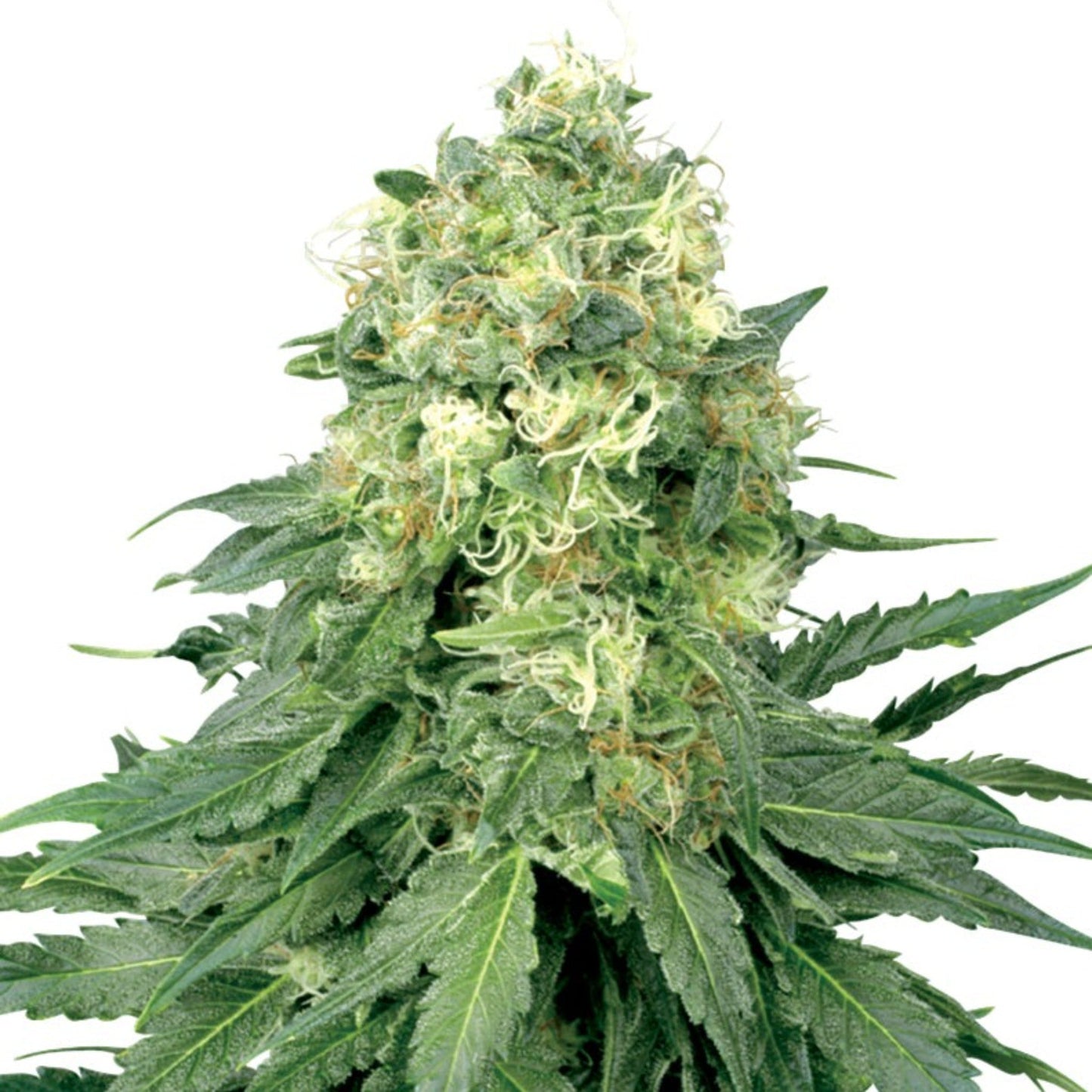 White Widow Meth Autoflower Seeds